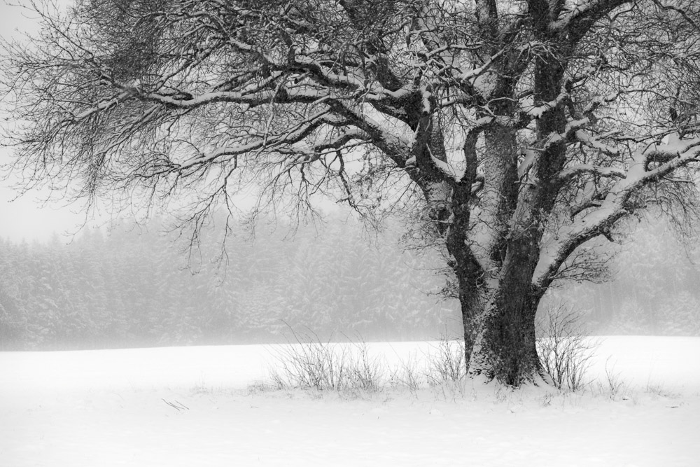 Platz 11 Josef Schafnitzel